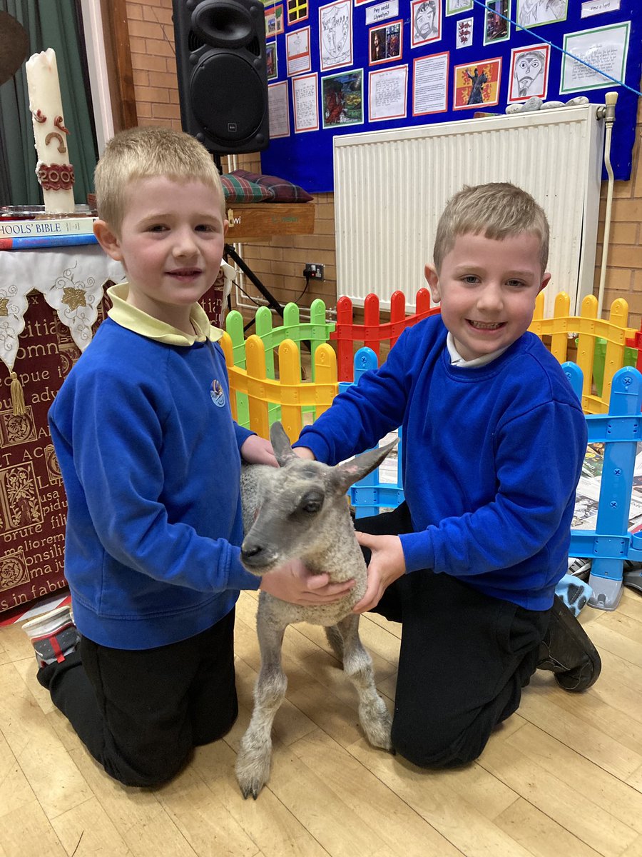 Bobl bach! Look who came to school today! Diolch Mrs James 😀🐑