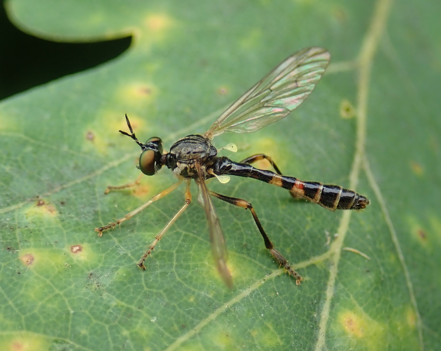 For all UK sightings of robberflies, whether on #WorldRobberflyDay or any other day 😃, please send your records in to the recording scheme, preferably via iRecord - your records allow us to keep track of any changes in range and flight time - thanks! 🙏