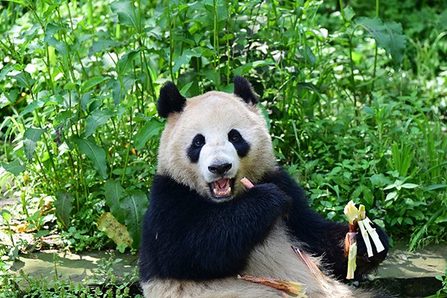 Great news that 2 lovable #giantpanda, Yun Chuan and Xin Bao, are coming to @Sandiegozoo. It's touching that Yun Chuan, the grandson of Bai Yun who lived at the zoo for 23 years, is coming with such deep connections. Looking forward to witnessing more stories of China-US…