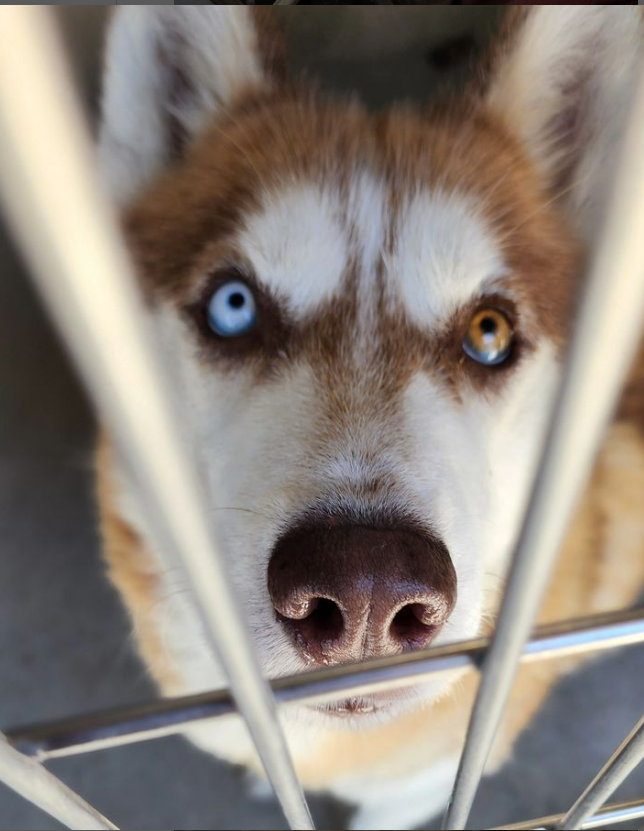 😠💔😠Downey CA ACC had to go and spoil our celebration that Bruno left the shelter by killing husky DUKE this morning😱😠😲 With 60 empty kennels and 4 euth list dogs awaiting pick up today, this makes absolutely no sense. You didn't deserve this DUKE. 🌈😭 #A5615594