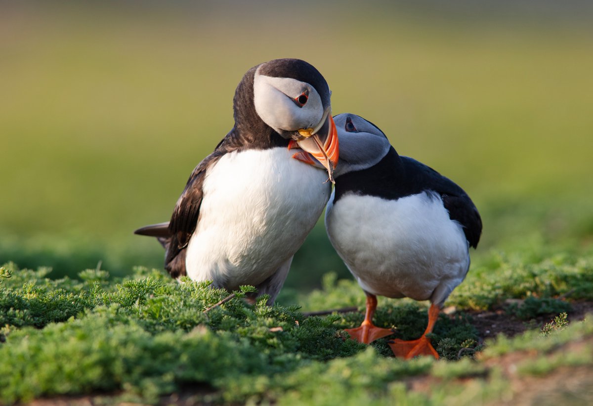 Lovin' on a loved one 🤍

📸: WL Davies

#puffin #wales #wildlifephotography