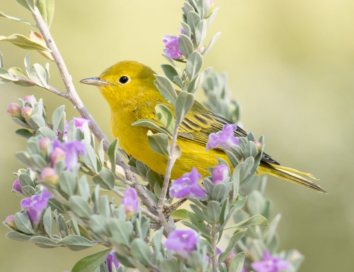 What's at stake for birds and people if we don't manage groundwater throughout more of Arizona? Explore our updated StoryMap highlighting the importance of sustaining healthy groundwater supplies. audubon.org/news/understan… 📸 Yellow Warbler. Joe Aliperti/Audubon Photography Awards