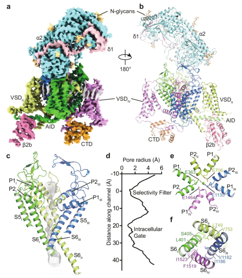 Structural bases of inhibitory mechanism of CaV1.2 channel inhibitors. @NatureComms 15, 2772. Check the #cryoEM #structure of this #ionchannel in the UniTmp database: pdbtm.unitmp.org/entry/8hlp

nature.com/articles/s4146…