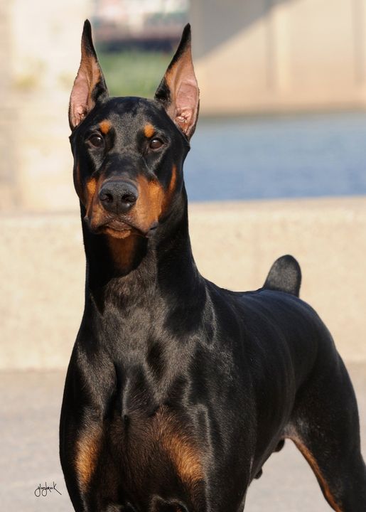 What is your dog's name? And what is the story behind the name?

Judging the Doberman: bit.ly/3Yzrq16

#doberman #dobermanpinscher #dobermanlove #purebred #dogshow #dogshow2024 #bestinshow #bestinshowsight #showsightmag