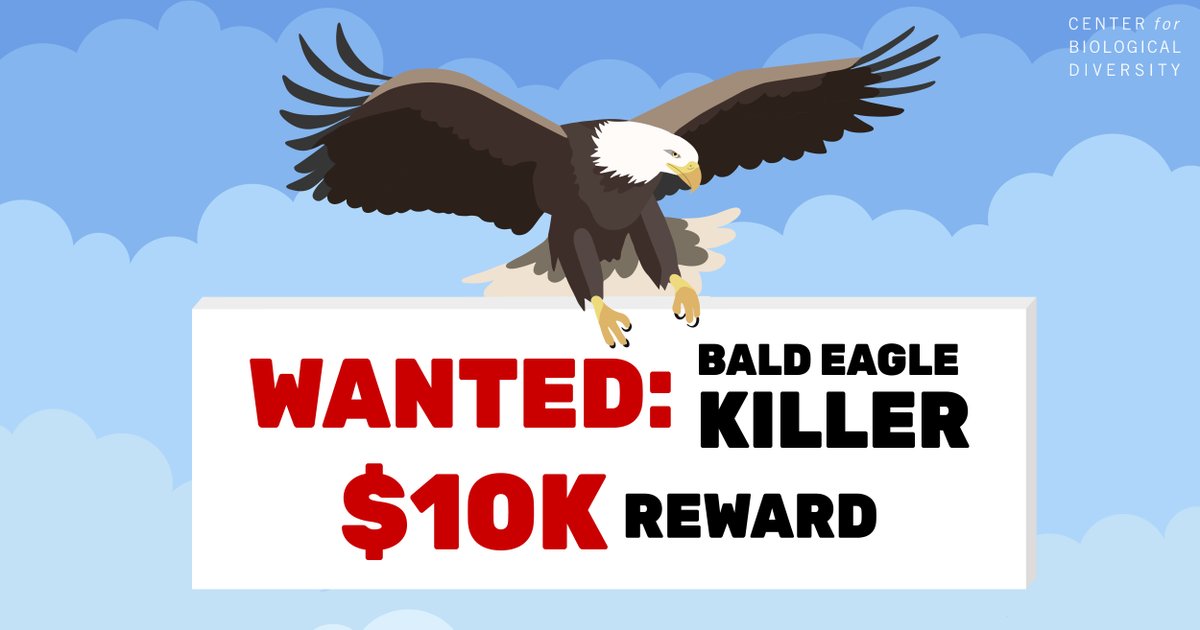 The Center is offering a $10,000 reward for information leading to a conviction for the illegal shooting of a bald eagle in Cedar City, Utah. This eagle deserves justice so that others cannot suffer the same fate. More info➡️ biodiv.us/43Yq0Sc