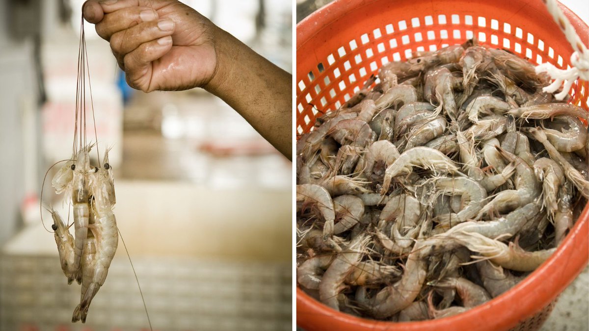 To devein or not to devein? Get to the bottom of a Southern shrimp debate: ow.ly/8bo350RsJV9