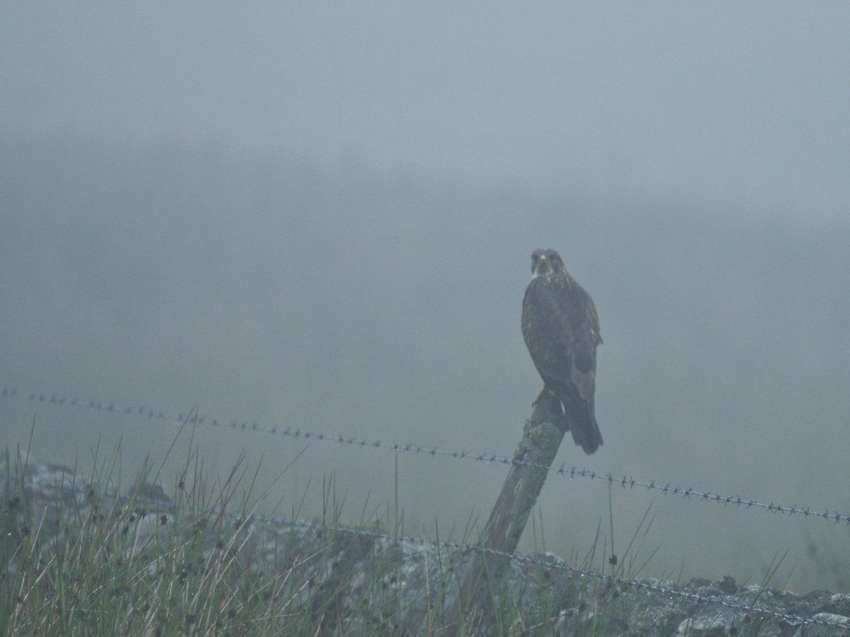 Buzzard in the mist #birdofprey