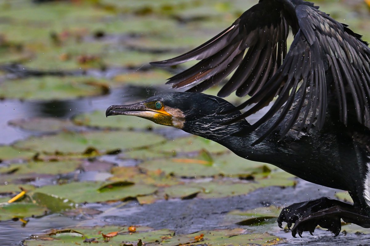 おはようございます！

カワウの離水です。５月もよろしくです☺️
 #野鳥写真  #Nikon  #ニコン  #Z8 
 #私とニコンで見た世界