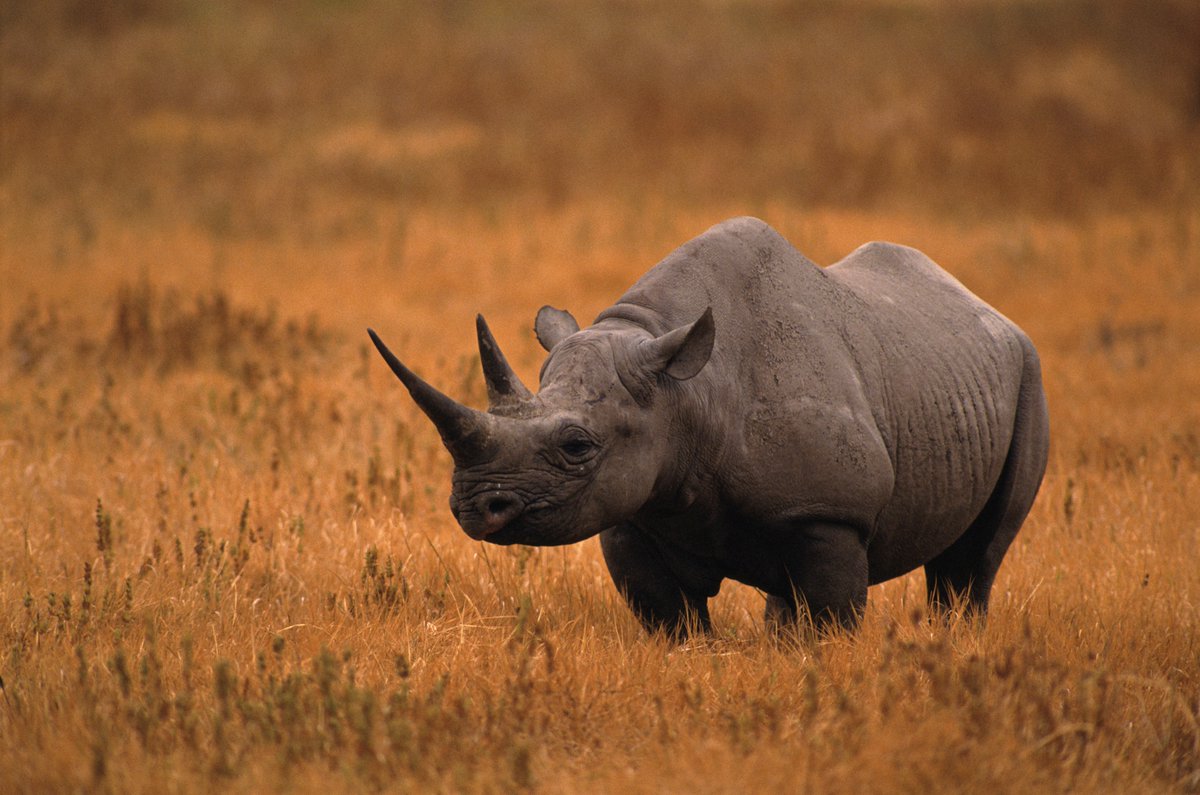 Happy #SaveTheRhino day 🦏 #DidYouKnow rhino horn is made up of keratin - the same protein which forms the basis of our hair and nails! 📸: Kevin Schafer #rhinoceros #wildlife