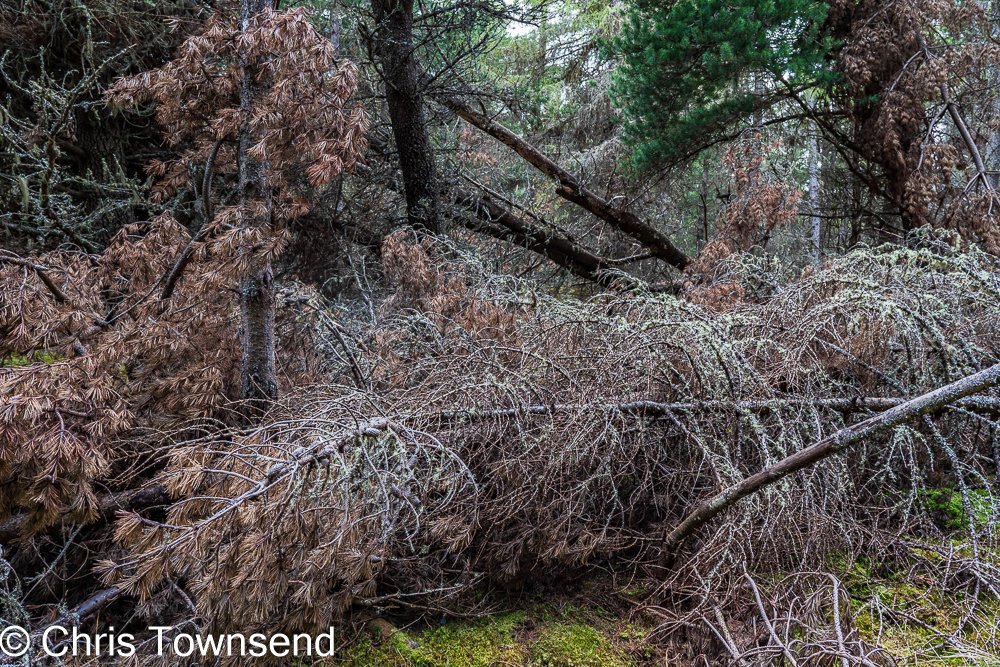 Chaos in the forest today. #trees #cairngorms