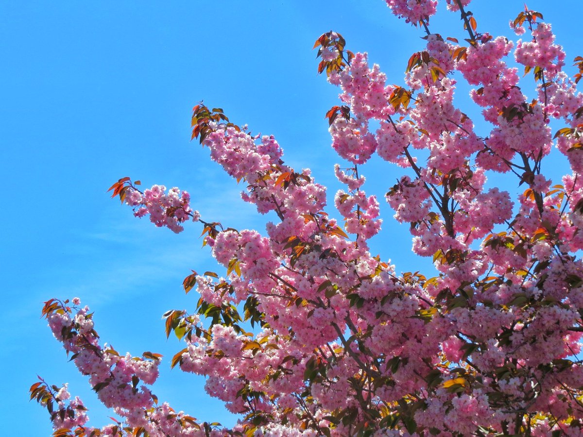 Beuatiful cherry blossom tree outside St Lawrence's Church this afternoon in the sunshine
@StormHour @ThePhotoHour #loveukweather