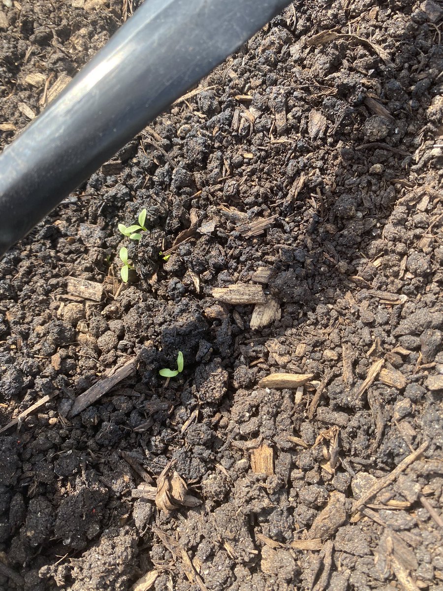 My Nigella sprouted this morning!! Omg I’m actually good at this. #gardenlove