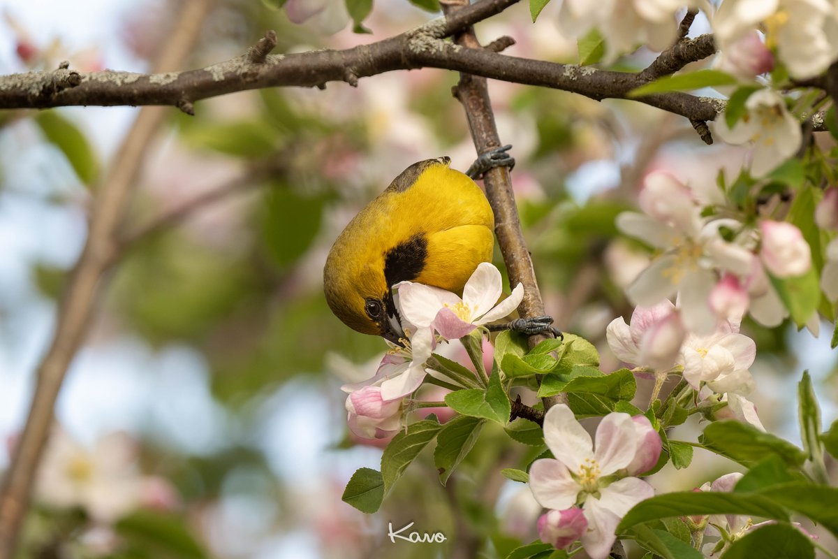 おはようございます😀オーチャード・オリオール(Orchard Oriole）首が黒いのでたぶん若い♂。若いオスはメスとよく似てますが、成熟したオスは赤褐色の体色に変わり全く違う姿になります。日本のメジロのようにお花が大好きのようです🥰
#Nikon #D500 #NIKKOR500mmf56PF #私とニコンで見た世界