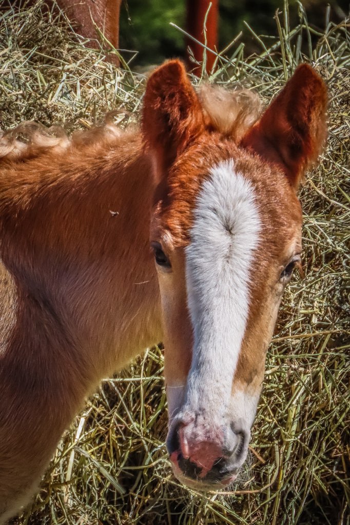 Mitchell Byars (@mitchellbyars) on Twitter photo The #Boulder County Sheriff's Office is looking for a missing baby horse named Shindig: dailycamera.com/2024/04/30/bou… via <a href="/nickyandrewss/">Nicky Andrews</a> The #Boulder County Sheriff's Office is looking for a missing baby horse named Shindig: dailycamera.com/2024/04/30/bou… via <a href="/nickyandrewss/">Nicky Andrews</a>
