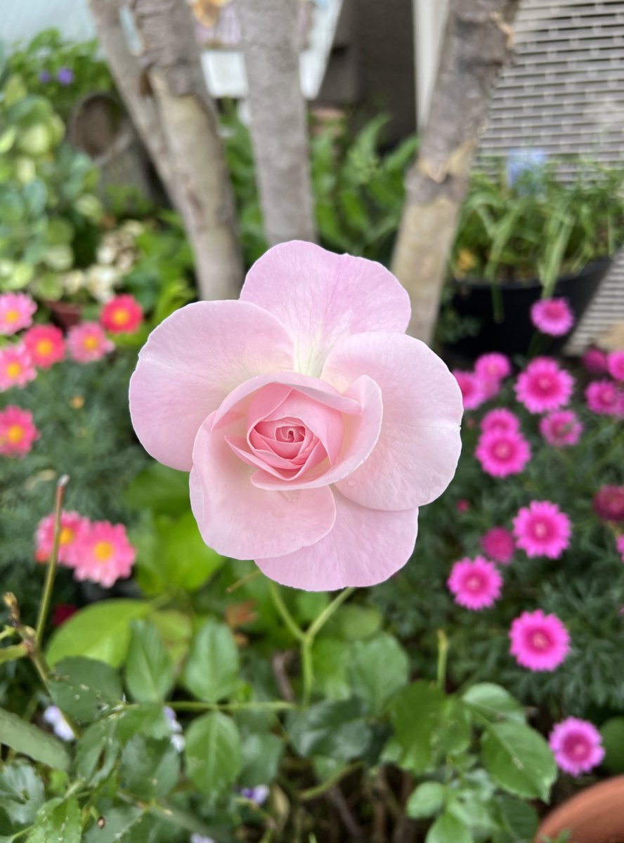 皆様、おはようございます。 今日から5月…雨のスタートとなりましたね。寒暖差にお気を付けて。 今日もお仕事の皆様、既にお仕事、家事をされている皆様、お疲れ様です。 頑張って下さっている全ての人に感謝🙏 今日が穏やかな一日であります様に…。 皆様、今月も宜しくお願い致します🙇‍♀️