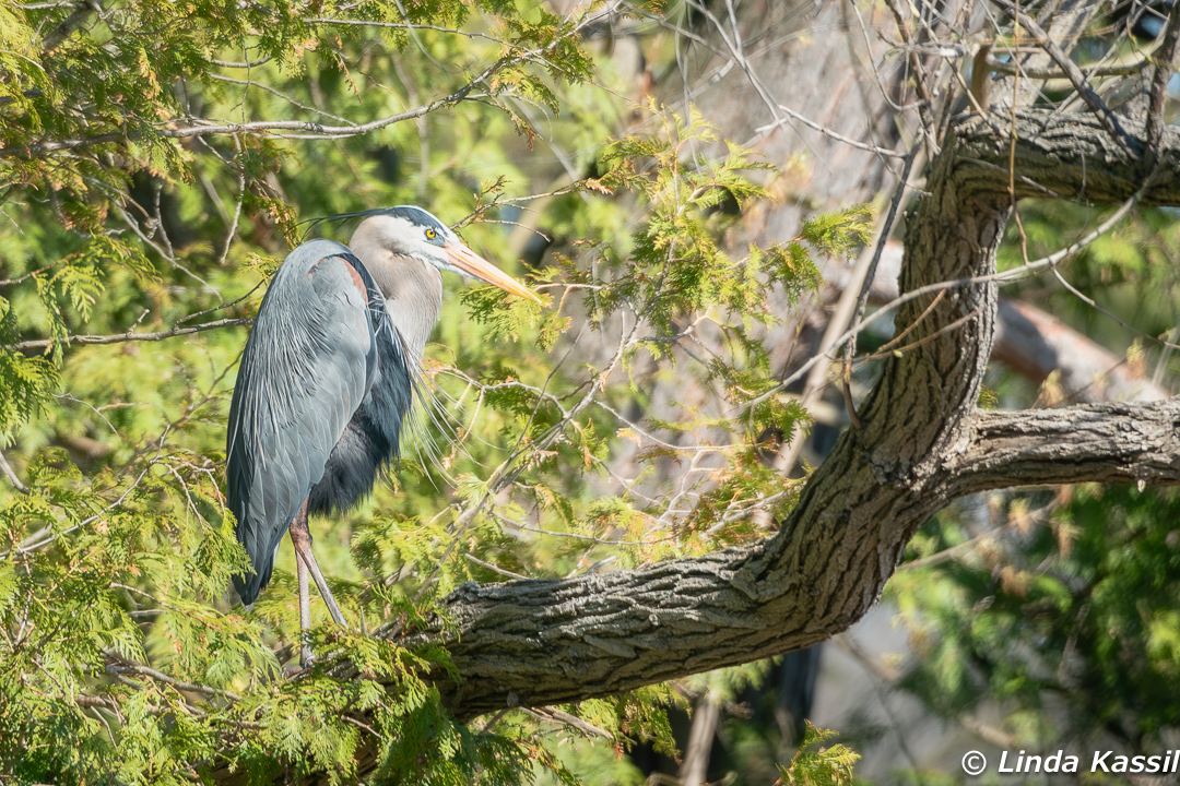 It's hump day, PTBO!!! 🐫

This Great Blue Heron looks like its got a great big hump! It's itching for the weekend!

📸: Kawartha Kaptures Photography