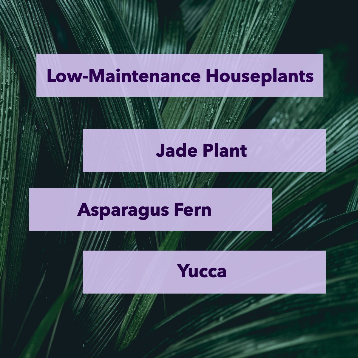 Need more green in your life? 🌳

We're talking houseplants 🌷. These low key indoor plants will give you all of the benefits for a fraction of the work: 

Jade Plant
Asparagus Fern
Yucca

#plant #plants #houseplants #indoorplants #plantcare #decor