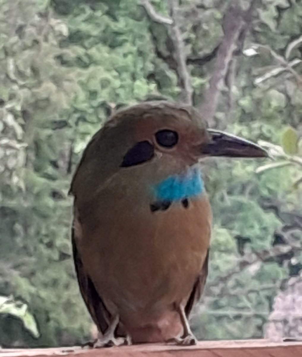 Momoto gorgiazul.