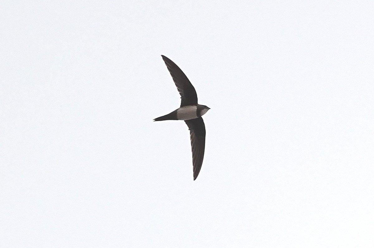 First day in Italy and a lifer straight off the bat with Alpine Swifts swirling overhead from the hotel balcony 😄 At least a dozen alongside common swifts in Formia. Photo by @Laziobirder