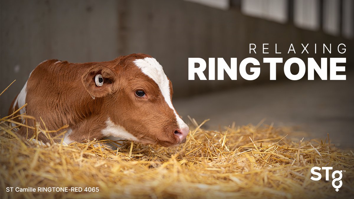 RINGTONE-RED from #STgenetics is a #RedandWhite sire with a UNIQUE combination of #Type and High Components to match! #RINGTONERED is +2.03 GPTAT + 1.43 UDC +74 Fat +.14% +39 Prot +.04%. Available in #Ultraplus™. More: bit.ly/3Nsw3pu