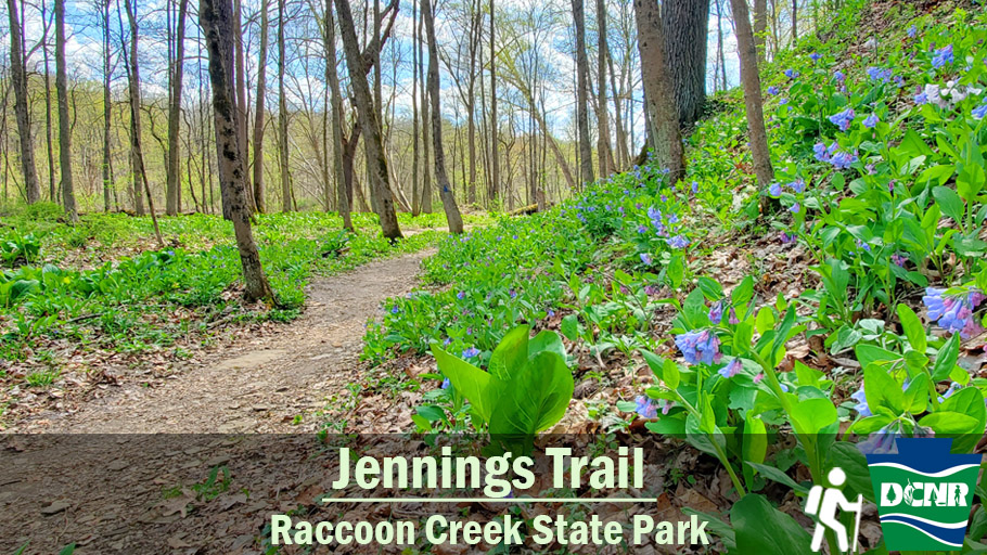 Hikers on the Jennings Trail in the wildflower reserve at #RaccoonCreekStatePark will see vernal pools, the forested banks of Raccoon Creek, and spectacular wildflowers -- like Virginia bluebells. Learn more ➡ bit.ly/49TPCku. #TrailTuesday #GetOutdoorsPa #PaStateParks