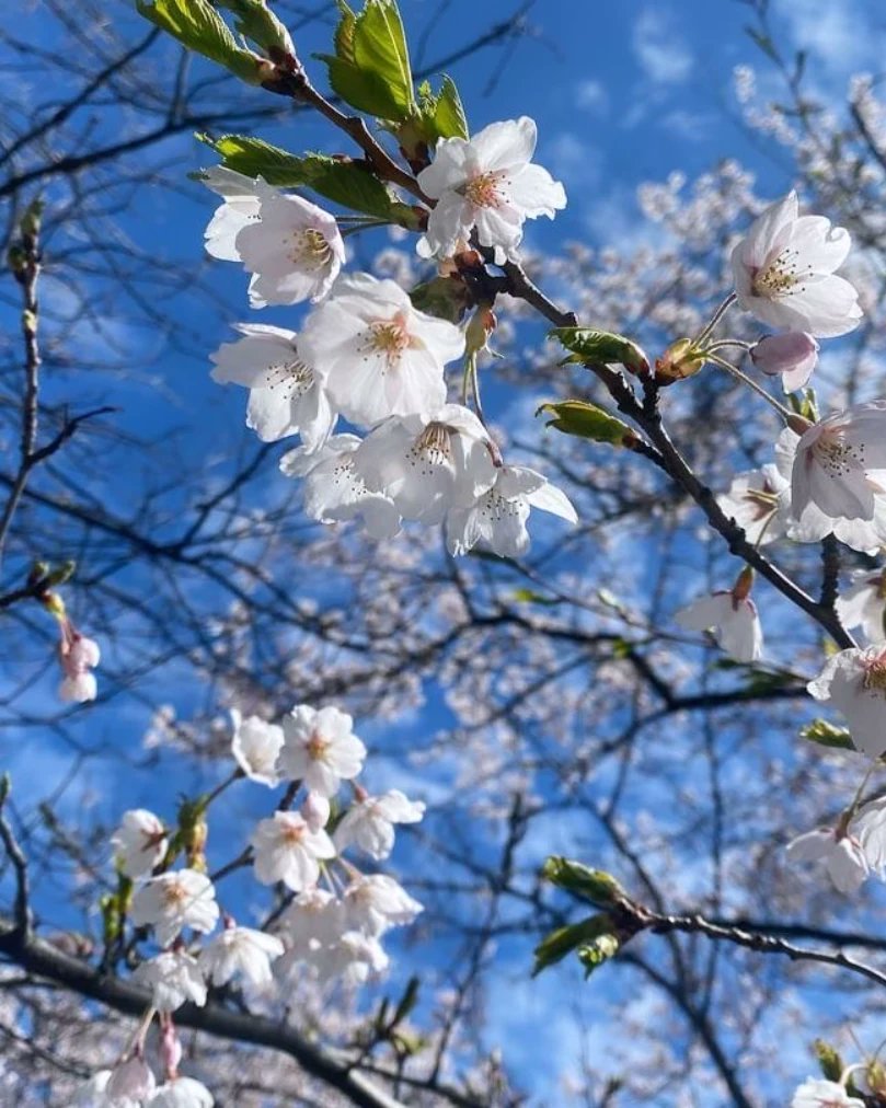 VerucaCyn's tweet image. The cherry blossoms this year were lush and beautiful, the air was filled with sweet aroma, and laughter. #cherryblossoms #cherryblossom2024 #sakura
