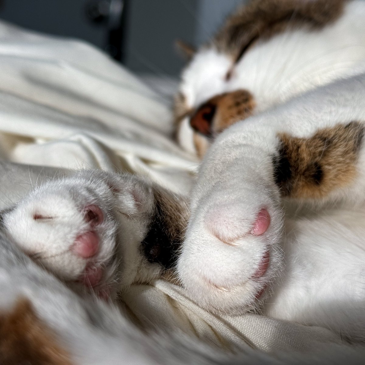 One of the best times to peep some toe beans is when the animal is slumbering 🐾
#ToeBeanTuesday #cat #ToeBeans