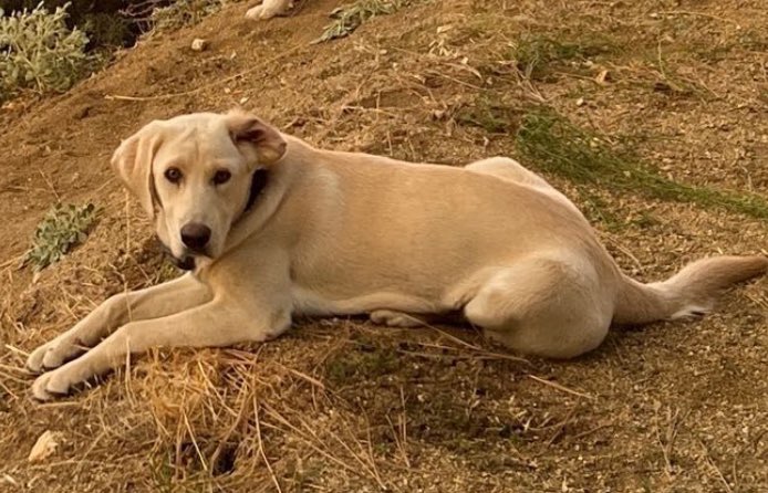 Case Closed — Dog Home “Lucy” (4/28/24)

Update 4/29/24 6:52pm: No sign of Lucy. Flyers have been made, will get distributed tomorrow. Please ask your neighbors if they have seen Lucy. 

Near Deertrail Drive and Derrick Court.

#LostandFound #LostDog #BearValleySprings