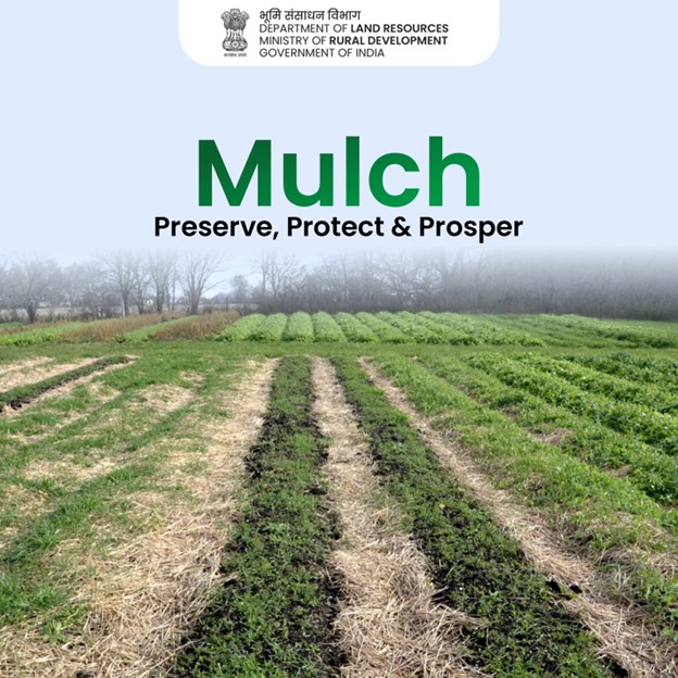 Mulching is a process of applying a protective layer of material to the soil surface surrounding crops in agriculture. 
#Mulching #Agriculture #HealthySoil #SoilConservation #SaveSoil #DOLR 
@girirajsinghbjp @SadhviNiranjan @MoRD_GoI @mopr_goi @AgriGoI @JalShaktiMin @DARPG_GoI