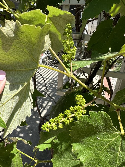 Pretty soon I’m gna have SO MUCH Concorde grapes in my backyard! I’m excited! https://t.co/oeNrHi3uB