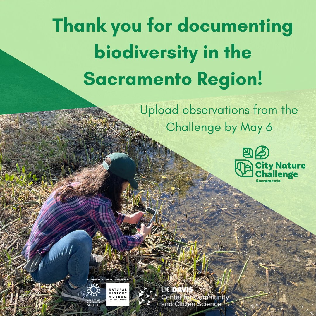 The observation period has officially ended. Thank you for your participation! Final @citnatchallenge results will be announced on May 6. You have until then to add ID's & upload any remaining observations from April 26-29 to @inaturalist. Keep an eye out for a Sacramento recap!