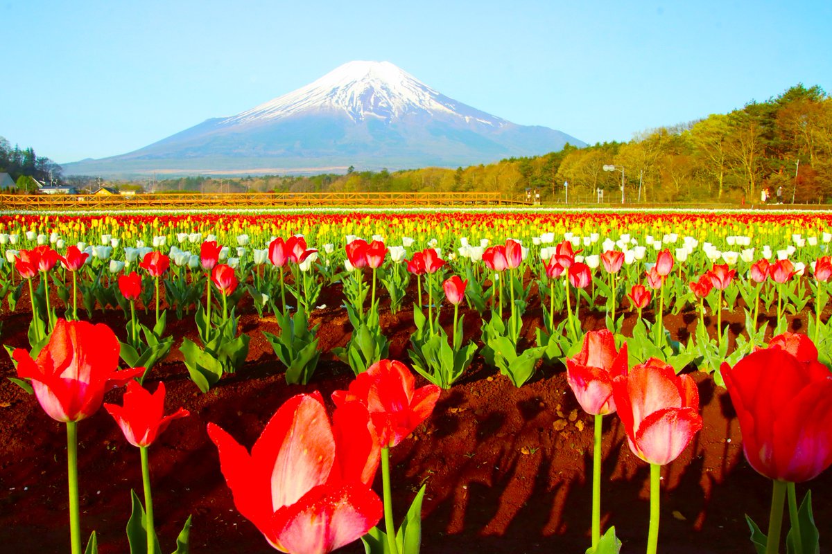 咲き揃う
#富士山