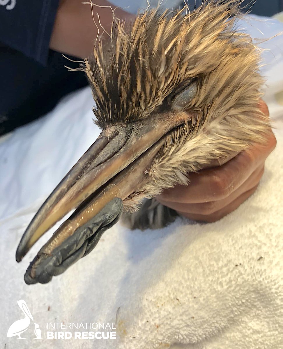 Baby dinosaurs – like this Black-crowned Night Heron – have arrived, sadly after falling on their faces: Our wildlife clinic team is repairing broken bills with mandible fixitors.