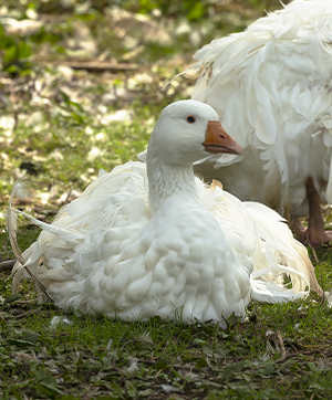 him: you better not be a cunty goose when i get there me: