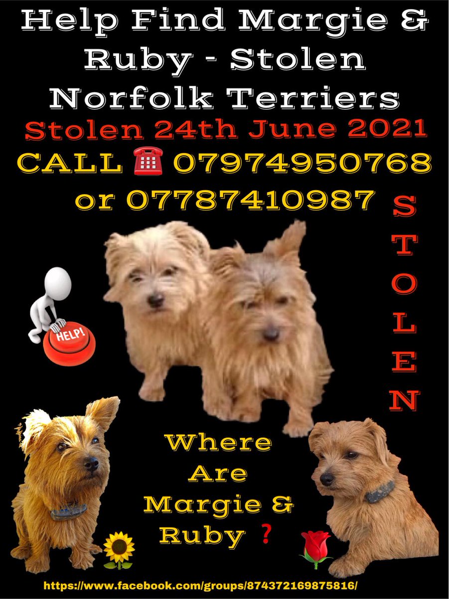 🇬🇧 MISSING DOGS 🇬🇧 
#StolenMargieandRuby 
#FindMargieRuby 
@FindMargieruby
@MissingPetsGB
@LisaClareRead2
#missingdog 
#rehomehour 
   Rt   Rt