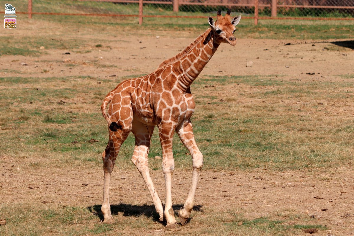 Porque ellos también son niños🐾, feliz día para los bebés del Zoo de Morelia🦒🐒🦓🦁, ve a darles una vuelta 👋🏻