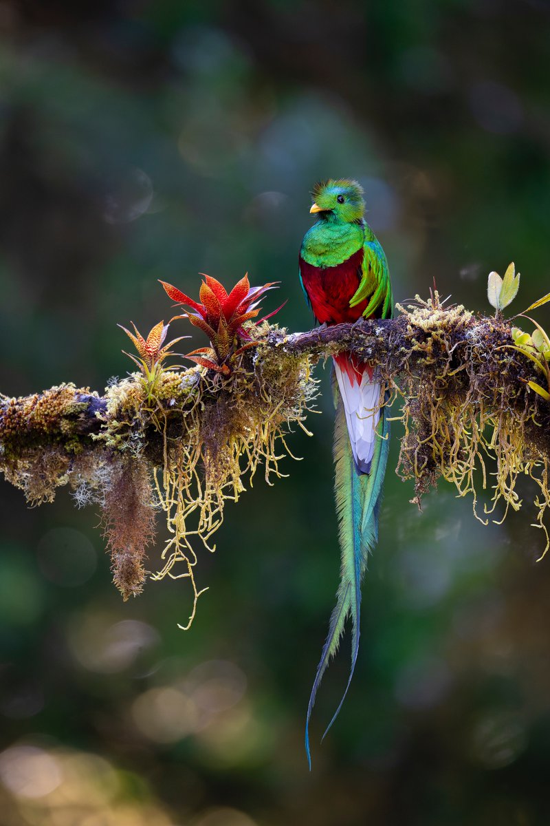 A resting quetzal 🦜

#DidYouKnow Aztec and Mayan cultures considered Quetzal tail feathers as symbols of wealth and even used them as currency

📸: Juan Carlos Vinda

#resplendentquetzal #bird #costarica