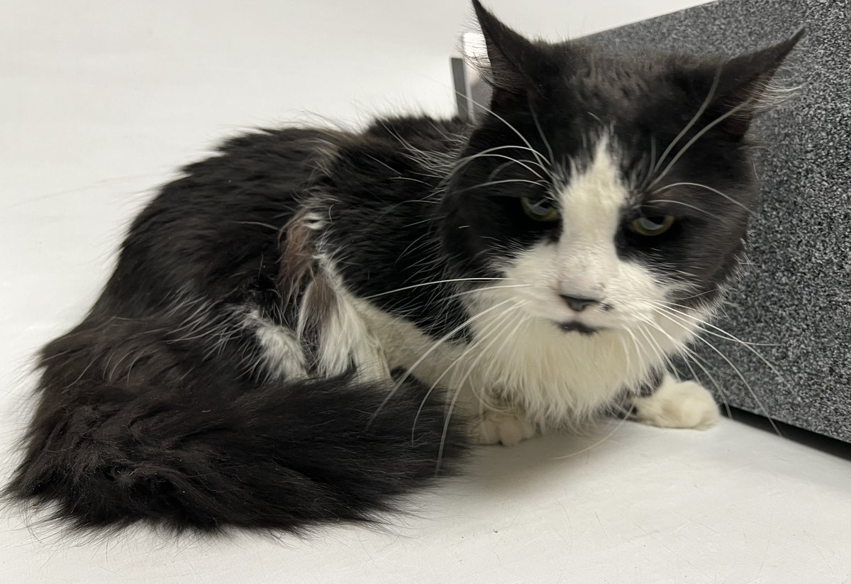 Anonymous person arrived at BACC to surrender their cat Miller. Client stated that their reason for surrender was due to them no longer being able to continue care for the cat due to having to take care of their family member full time. facebook.com/photo?fbid=850…