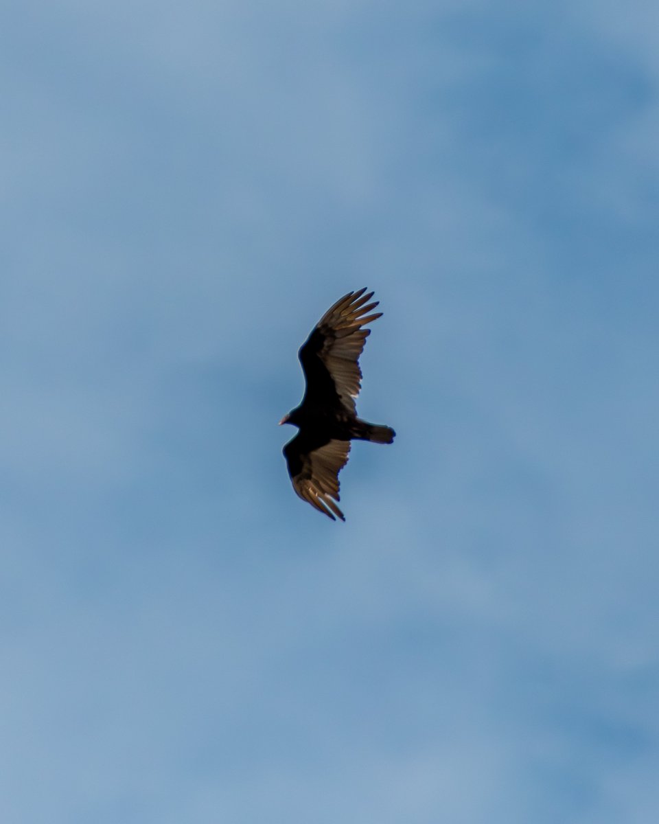 Riding the thermals
#photography, #366photodgraphy2024, #potd2024, #photoaday, #everydayphotographer, #photooftheday, #pad2024-121, #soaring, #turkeyvulture, #birds, #ridingthethermals, #bird, #vulture