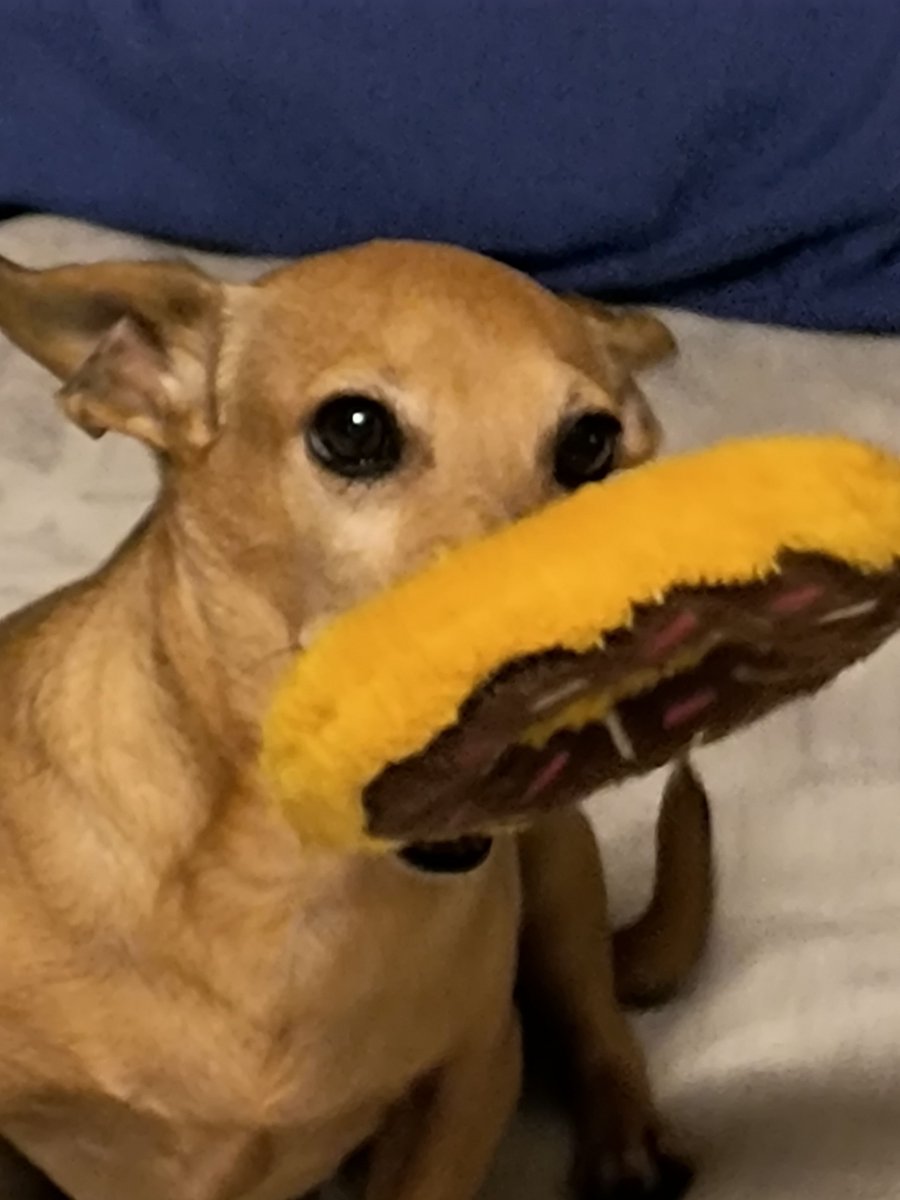 “Our Buddy adopted from Pets Alive.” 🐶🐱❤️ (📸 Joyce Aguilar near Chine Grove) It’s National Adopt A Shelter Pet Day! Show us a photo of your adopted pet: bit.ly/3UGfD2n #AdoptAShelterPet