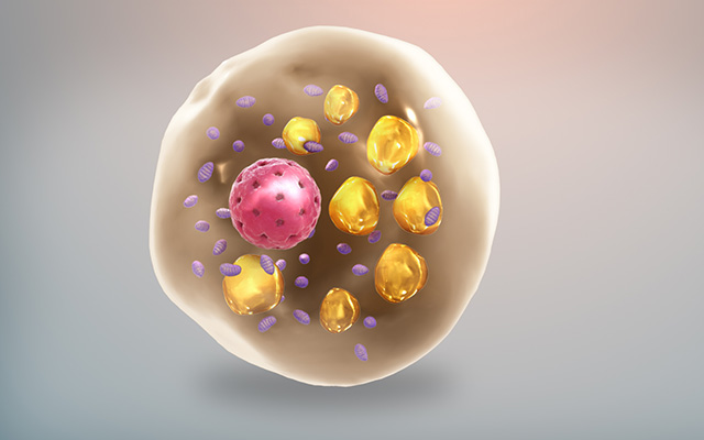 Newly reported research has now demonstrated that brown fat has a previously unknown built-in mechanism that switches it off shortly after being activated. This mechanism limits its effectiveness as a potential treatment against obesity. Learn more: ow.ly/YyEl50Rstna