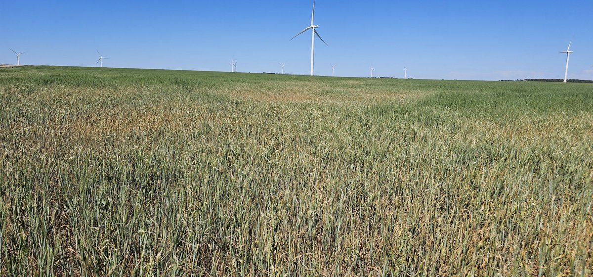 Drought and freeze damage in Ford County #wheat