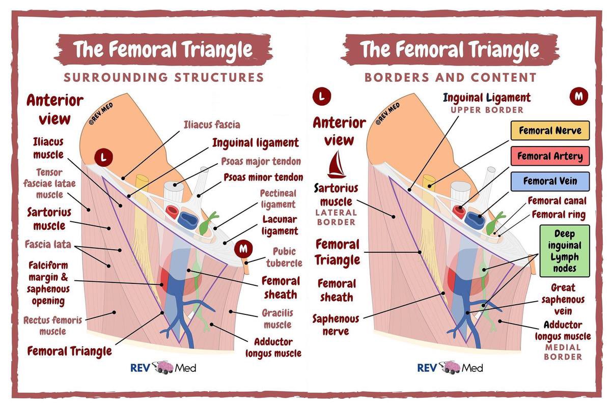 Femoral Landmarks