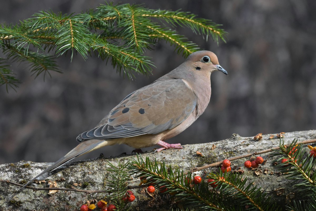 Mourning dove perched on a log.