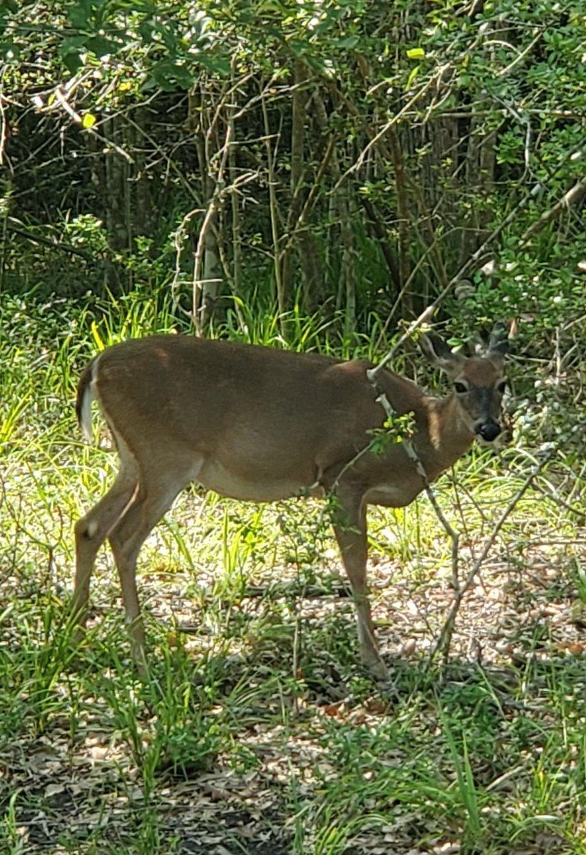 Pregnant or chubby? 🤔 I was too polite to ask her.😅I'm pretty sure she's very pregnant.