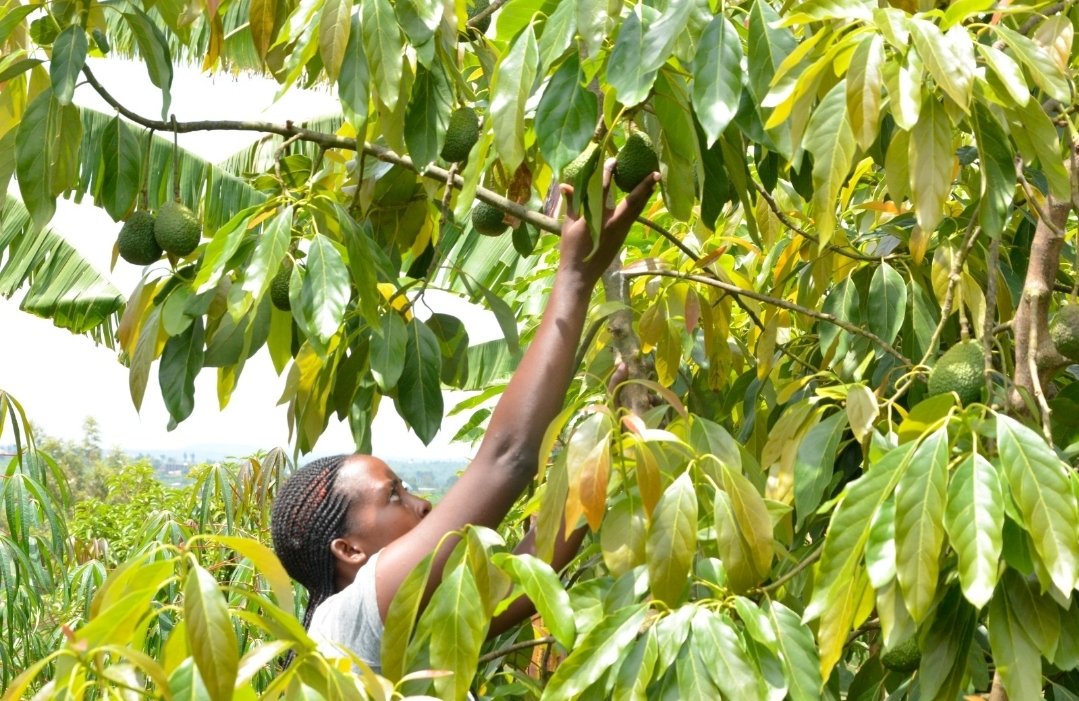 Rwanda's youth dive into agriculture, focusing on horticulture, cultivating gardens, exploring innovative techniques for sustainability and prosperity. Meet Sylvine Ishimwe, a young farmer excelling in #Agroecology! 🌱 Contact her at 0787182162 for top-quality avocado seedlings.