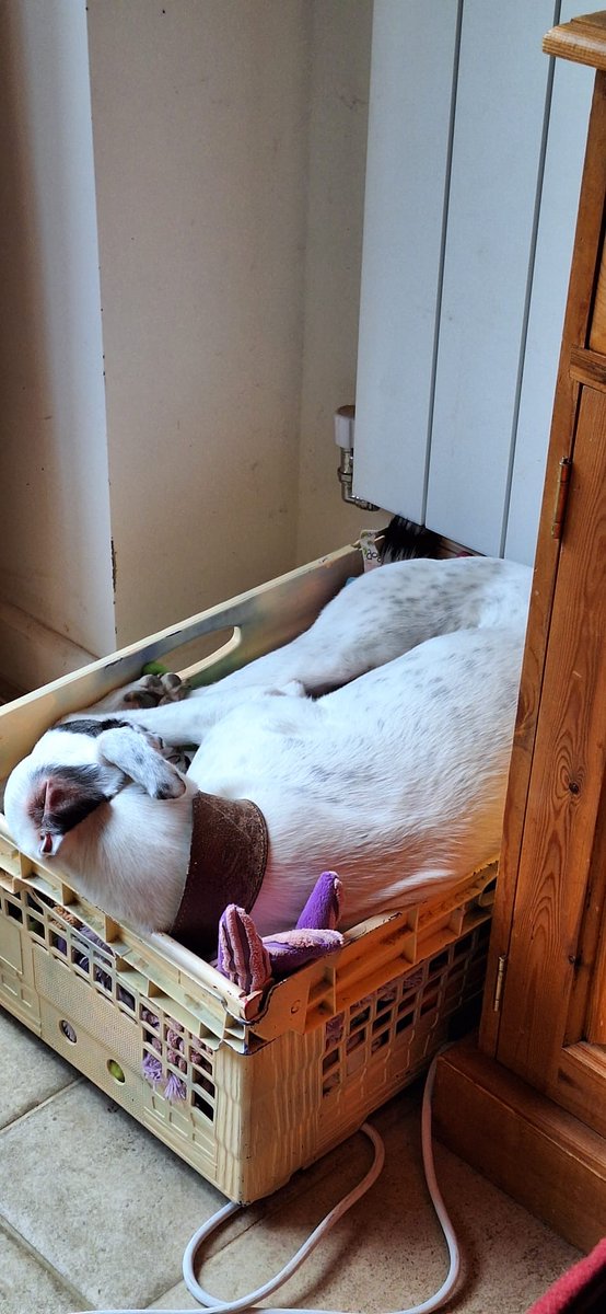 And finally Roxy in a boxy .. the toy box ❤️❤️🐾🐾😂❤️❤️🐾🐾😁