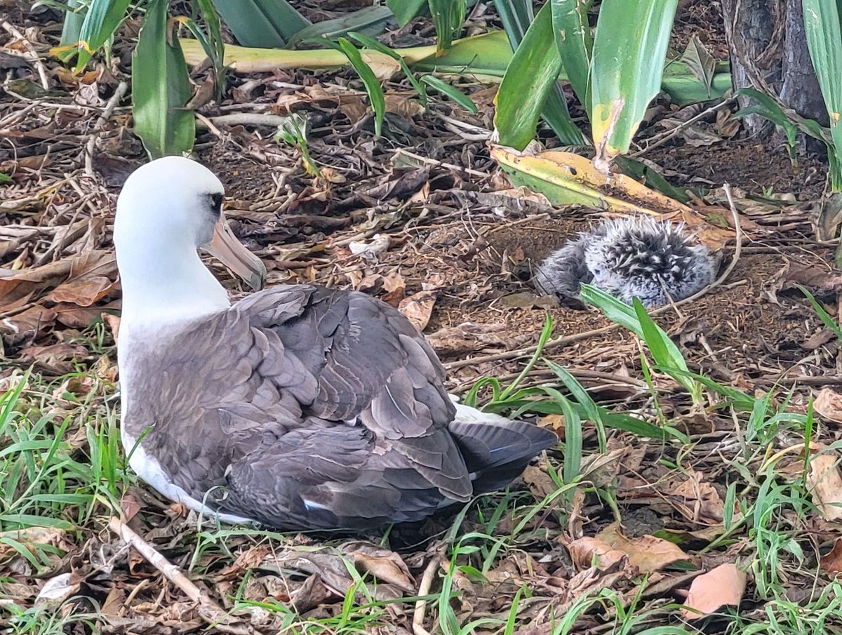 A mother albatross keeps an eye on her fluffy chick just off the fairway at Princeville Makai Golf Club.
(Photo courtesy of Bonnie Groessl)