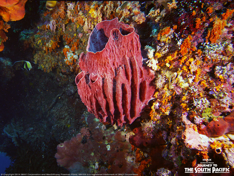 Meet the barrel sponge! Native to tropical waters like West Papua in the South Pacific Ocean, the barrel sponge has earned itself the nickname “redwood of the reef” for its size and lifespan. In fact, these sea creatures can live to be over 2,000 years old!! 👀 #WestPapua