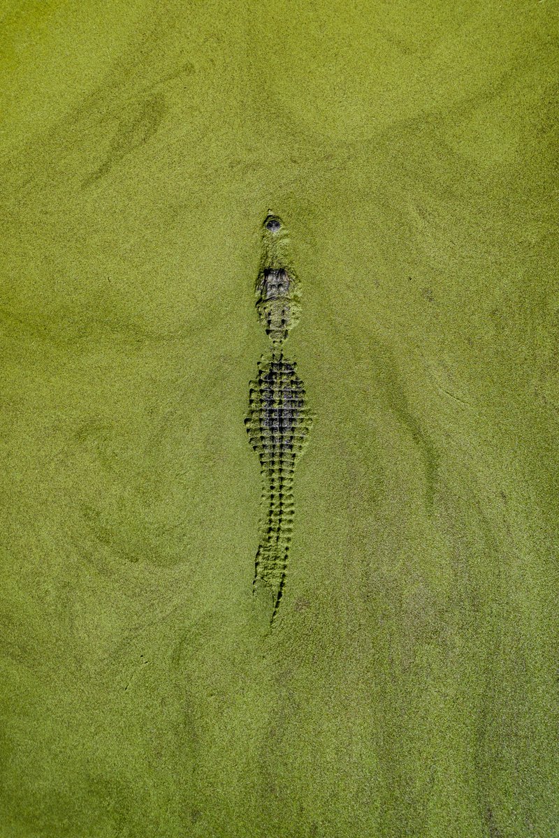 Gator in a swamp 🐊

📸: Abstract Aerial Art

#gator #alligator #swamp #florida